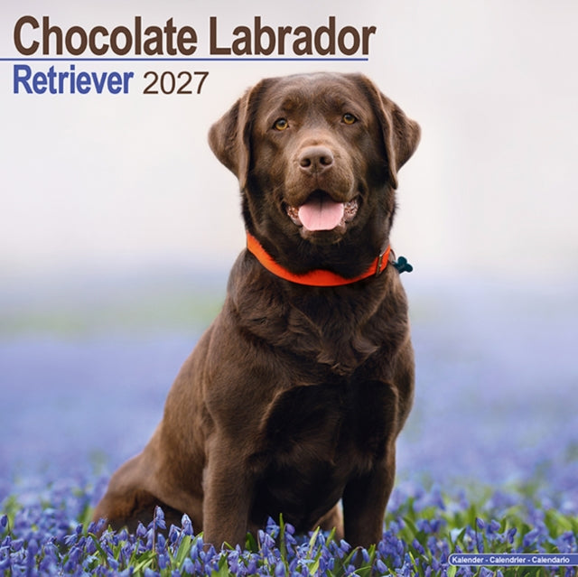 Labrador Retriever Chocolate Wall cover