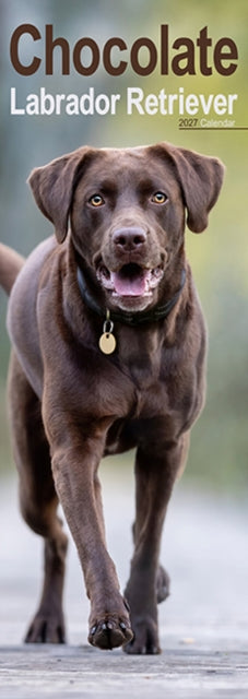 Labrador Retriever Chocolate Slim cover