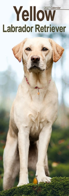 Labrador Retriever Yellow Slim cover