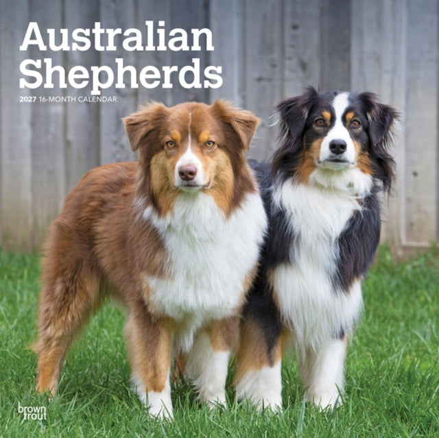 Australian Shepherds 2027 12 X 24 Inch (Hanging) Monthly Square Wall Calendar Plastic-Free cover