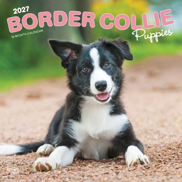 Border Collie Puppies | 2027 12 x 24 Inch (Hanging) Monthly Square Wall Calendar | Plastic-Free | BrownTrout | Animals Dog Breeds Collie Puppy cover