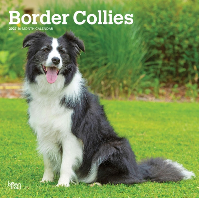 Border Collies 2027 12 X 24 Inch (Hanging) Monthly Square Wall Calendar Plastic-Free cover