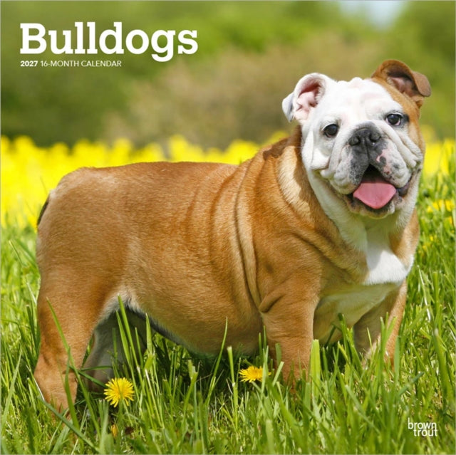 Bulldogs | 2027 12 x 24 Inch (Hanging) Monthly Square Wall Calendar | Plastic-Free | BrownTrout | Animals Dog Breeds cover