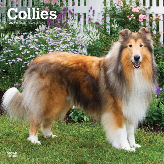 Collies 2027 12 X 24 Inch (Hanging) Monthly Square Wall Calendar Plastic-Free cover