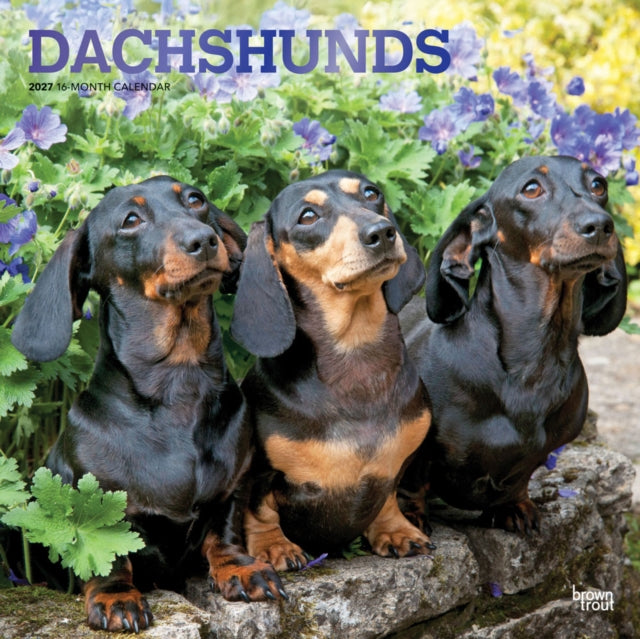 Dachshunds | 2027 12 x 24 Inch (Hanging) Monthly Square Wall Calendar | Foil Stamped Cover | Plastic-Free | BrownTrout | Animals Dog Breeds cover