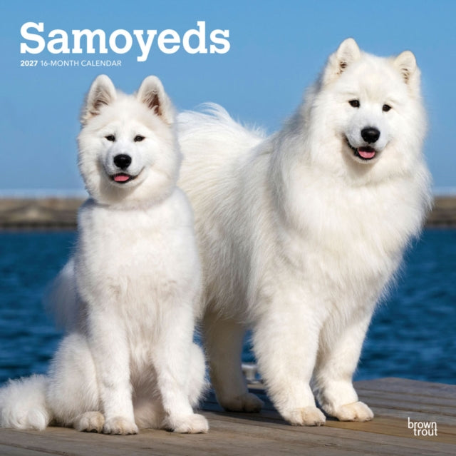 Samoyeds | 2027 12 x 24 Inch (Hanging) Monthly Square Wall Calendar | Plastic-Free | BrownTrout | Animals Dog Breeds cover