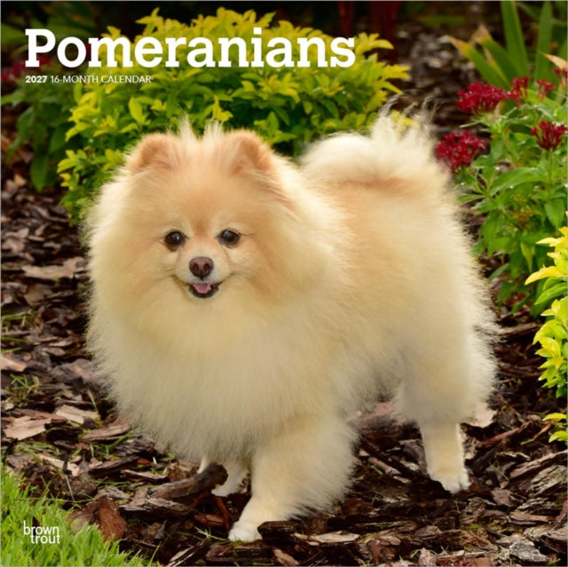 Pomeranians 2027 12 X 24 Inch (Hanging) Monthly Square Wall Calendar Plastic-Free cover