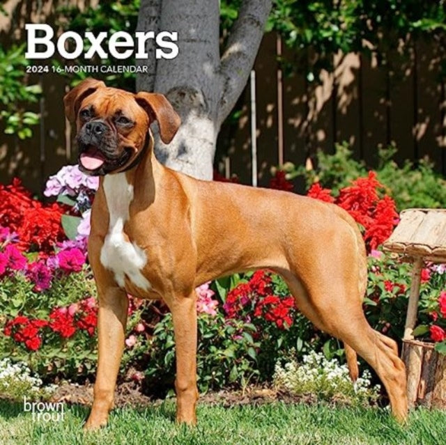 BOXERS INTERNATIONAL EDITION 2024 MINI 7
