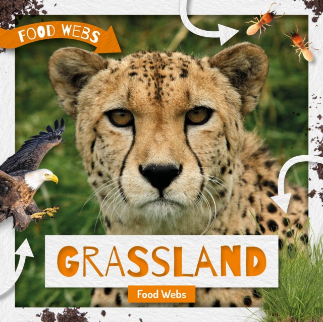 Grassland Food Webs