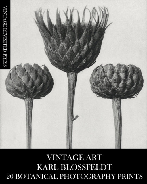 Vintage Art: Karl Blossfeldt 20 Botanical Photography Prints