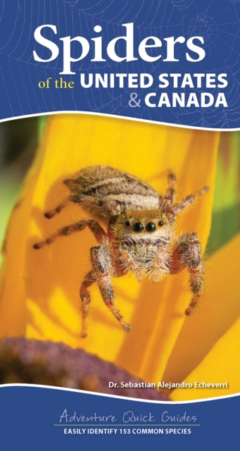 Spiders of the United States: A Guide to Common Species