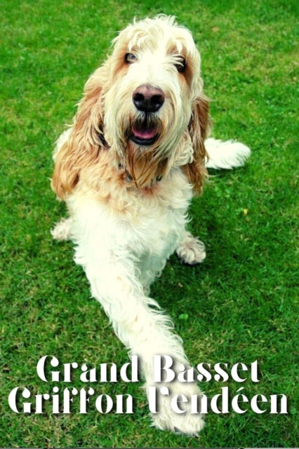 Grand Basset Griffon Vende&#769;en: Dog breed overview and guide