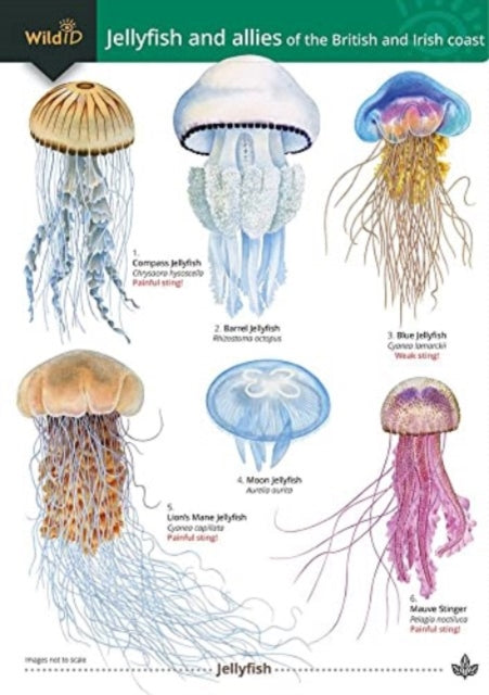 Jellyfish and allies of the British and Irish Coast