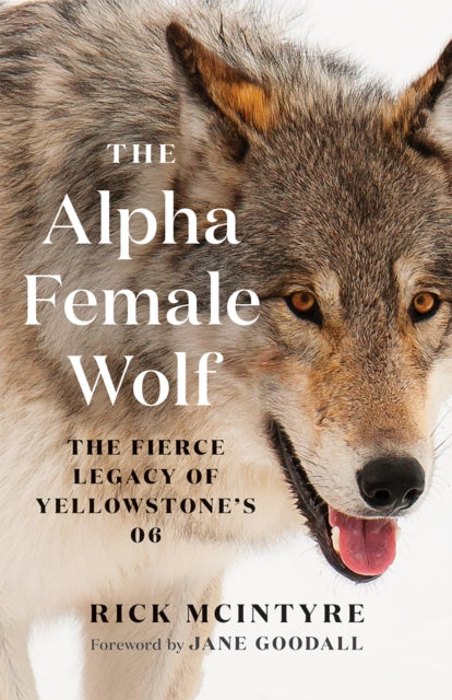 The Alpha Female Wolf: The Fierce Legacy of Yellowstone's 06