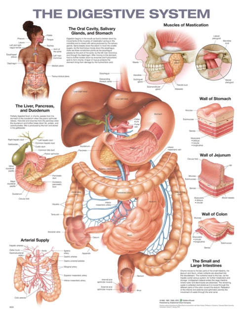 The Digestive System Anatomical Chart