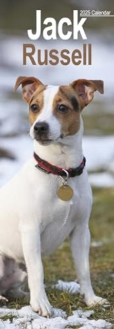 Jack Russell Slim Calendar 2025 Dog Breed Slimline Calendar - 12 Month