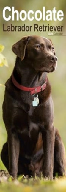 Chocolate Labrador Retriever Slim Calendar 2025 Dog Breed Slimline Calendar - 12 Month