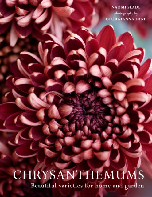 Chrysanthemums: Beautiful Varieties for Home and Garden