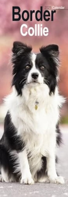 Border Collie Slim Calendar 2025 Dog Breed Slimline Calendar - 12 Month