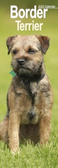 Border Terrier Slim Calendar 2025 Dog Breed Slimline Calendar - 12 Month