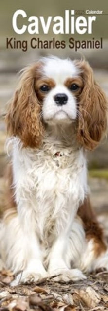 Cavalier King Charles Slim Calendar 2025 Dog Breed Slimline Calendar - 12 Month