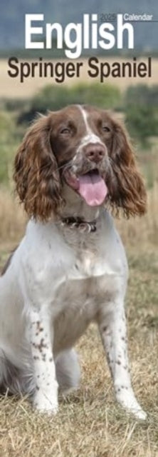 English Springer Spaniel Slim Calendar 2025 Dog Breed Slimline Calendar - 12 Month