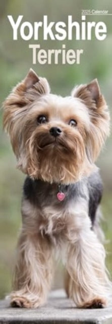 Yorkshire Terrier Slim Calendar 2025 Dog Breed Slimline Calendar - 12 Month