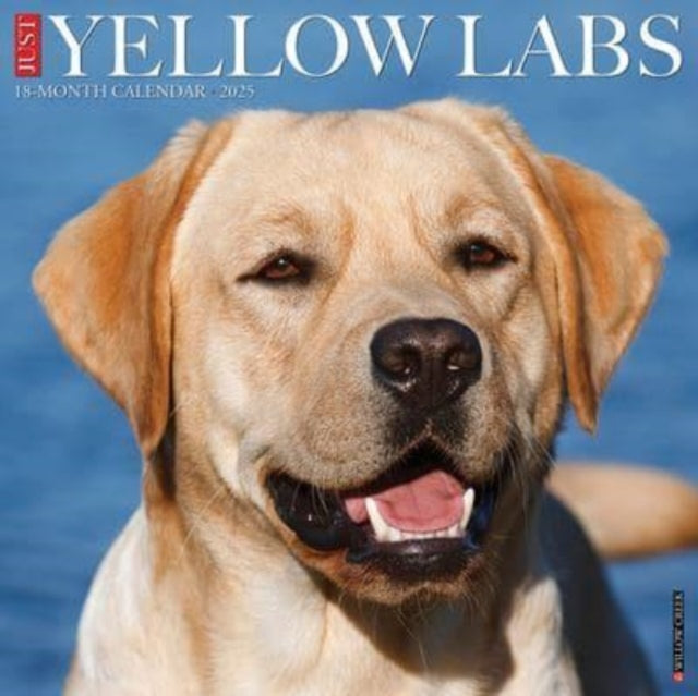 Just Yellow Labs 2025 12 X 12 Wall Calendar