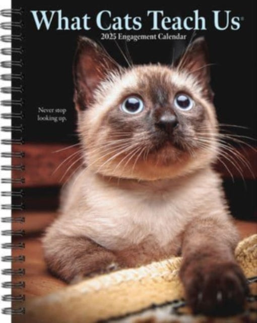 What Cats Teach Us 2025 6.5 X 8.5 Engagement Calendar