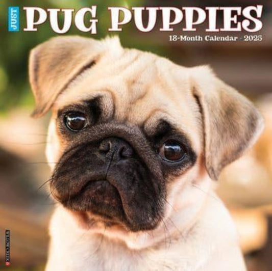 Just Pug Puppies 2025 12 X 12 Wall Calendar