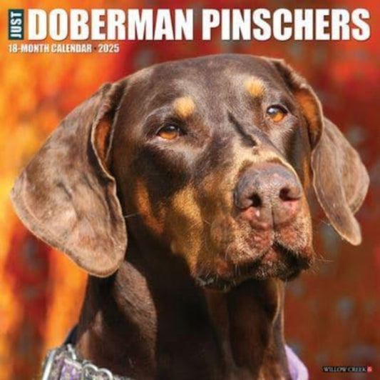 Just Dobermans 2025 12 X 12 Wall Calendar