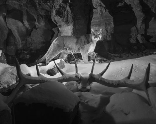 Ghostwalker: Tracking a Mountain Lion's Soul through Science and Story