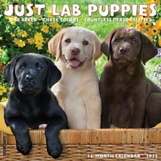 Just Lab Puppies 2025 12 X 12 Wall Calendar