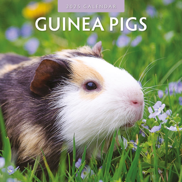 Guinea Pigs 2025 Square Wall Calendar