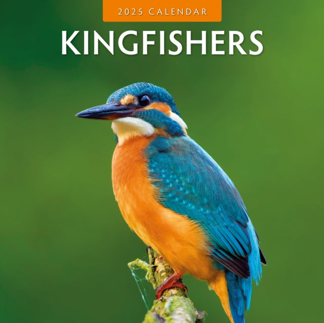 Kingfishers 2025 Square Wall Calendar