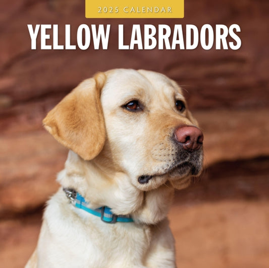 Yellow Labradors 2025 Square Wall Calendar