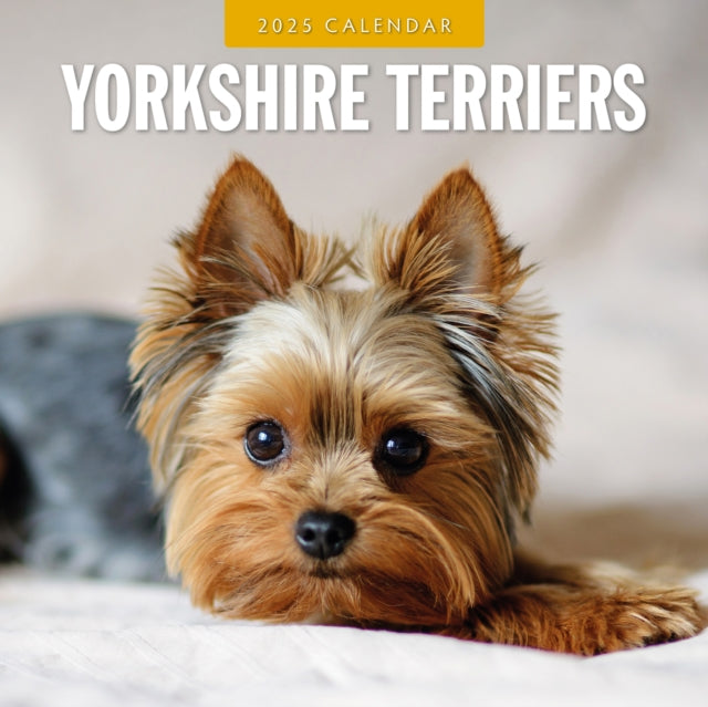 Yorkshire Terriers 2025 Square Wall Calendar