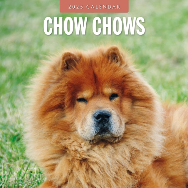 Chow Chows 2025 Square Wall Calendar