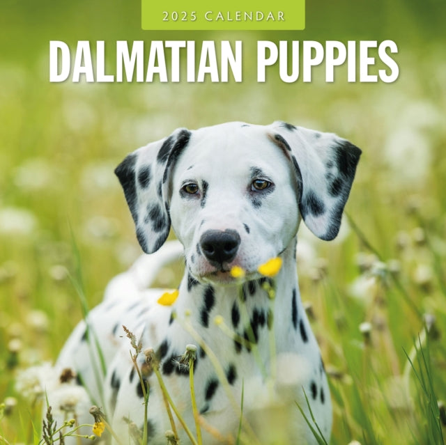 Dalmatian Puppies 2025 Square Wall Calendar