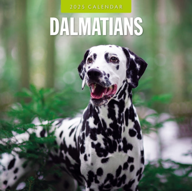 Dalmatians 2025 Square Wall Calendar