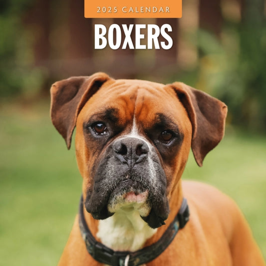 Boxers 2025 Square Wall Calendar