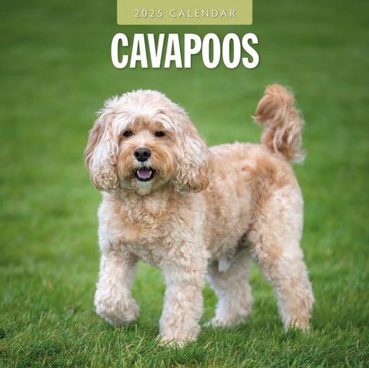 Cavapoos 2025 Square Wall Calendar