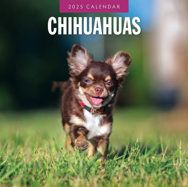 Chihuahuas 2025 Square Wall Calendar