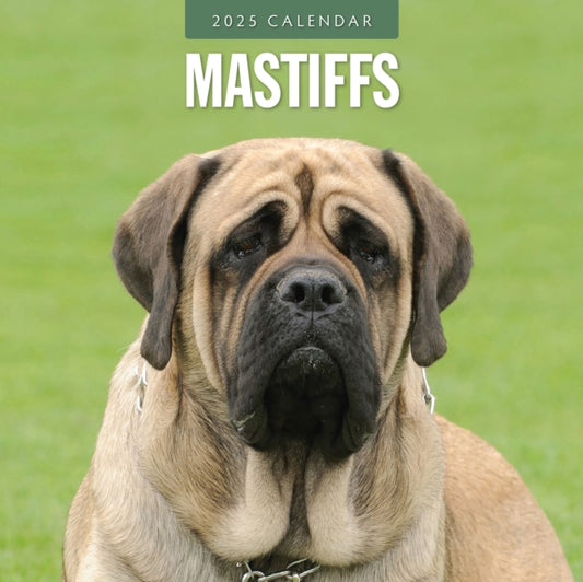 Mastiffs 2025 Square Wall Calendar