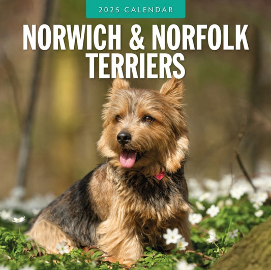 Norwich-/ Norfolk Terriers 2025 Square Wall Calendar