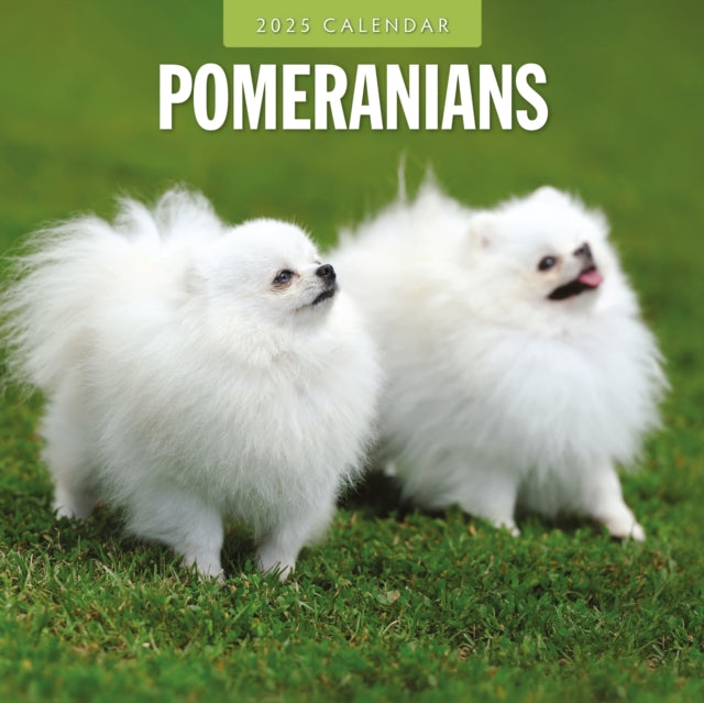 Pomeranians 2025 Square Wall Calendar