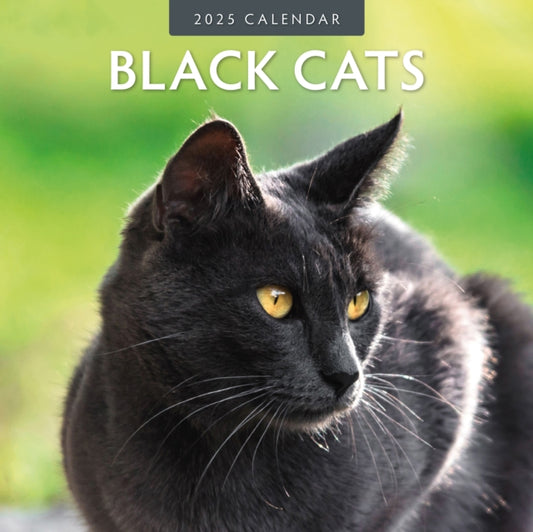 Black Cats 2025 Square Wall Calendar