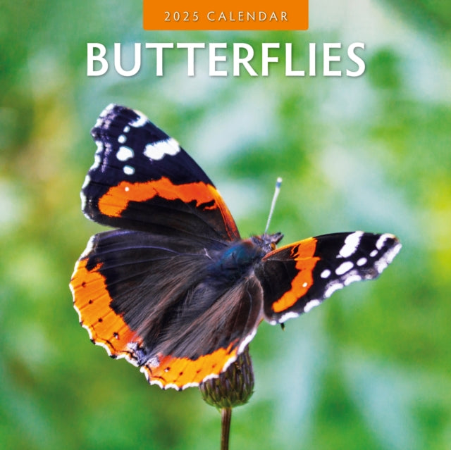 Butterflies 2025 Square Wall Calendar