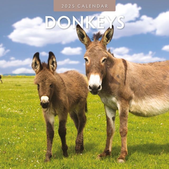 Donkeys 2025 Square Wall Calendar