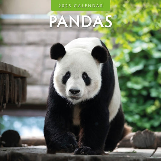 Pandas 2025 Square Wall Calendar